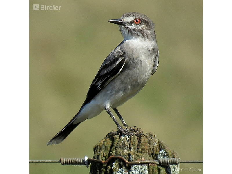 Grey Monjita
