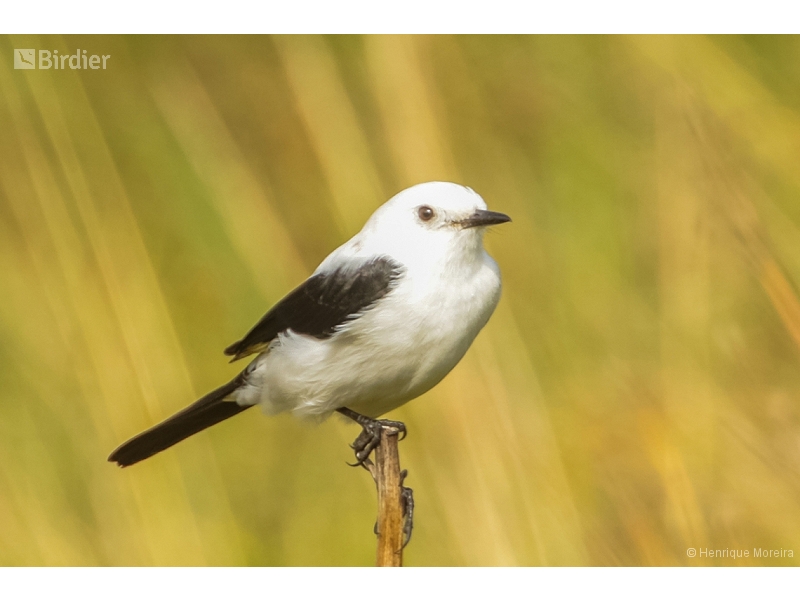 Black-and-white Monjita