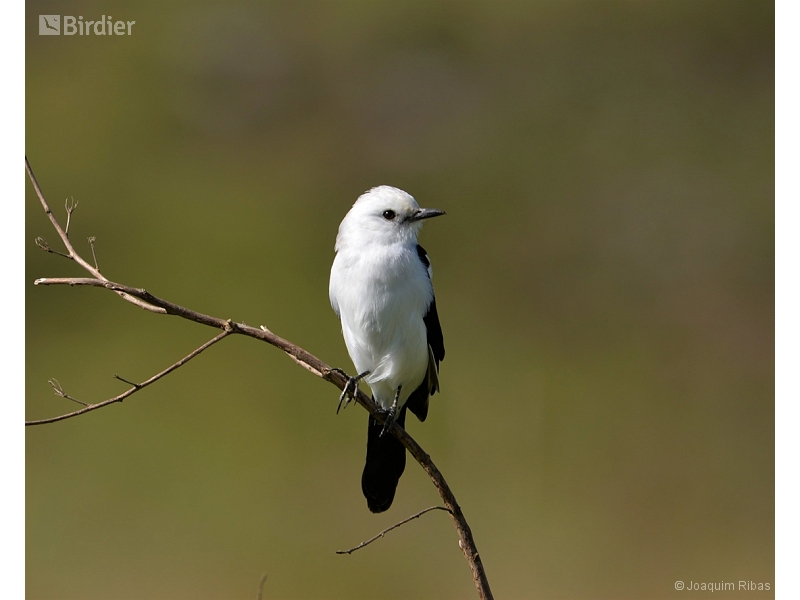 Black-and-white Monjita