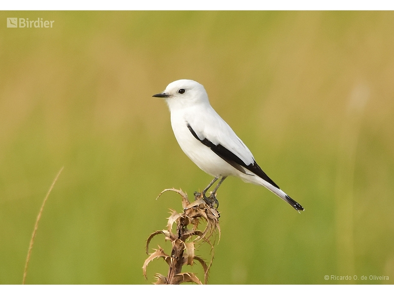 White Monjita