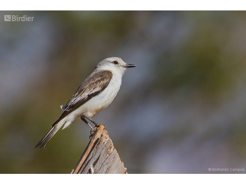 White-rumped Monjita