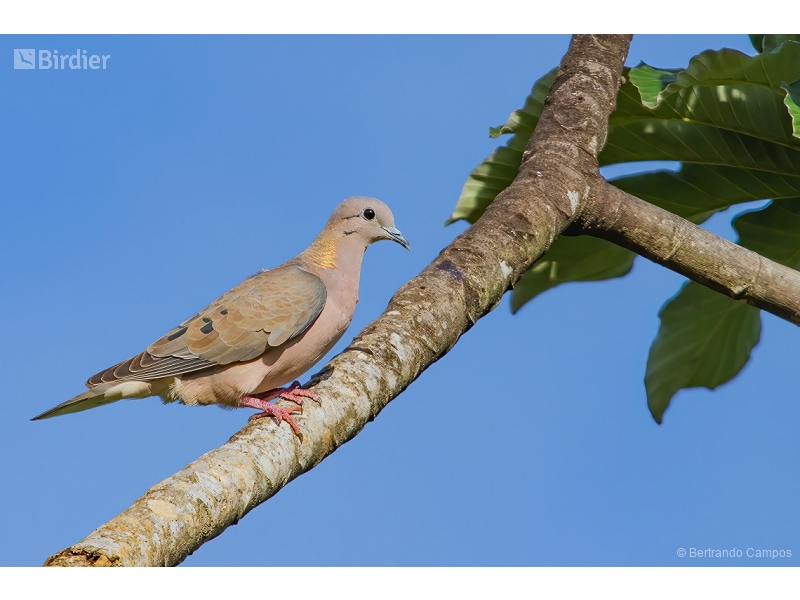 Eared Dove