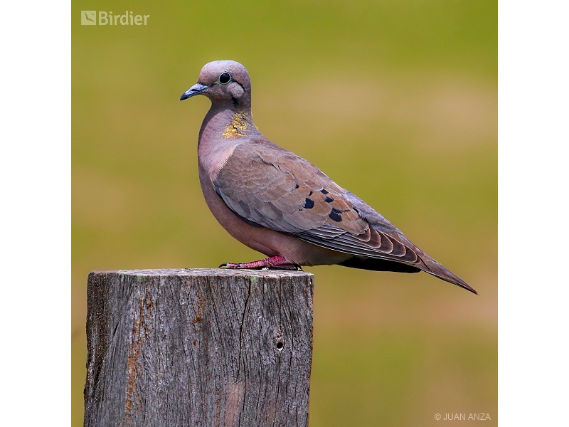 Eared Dove