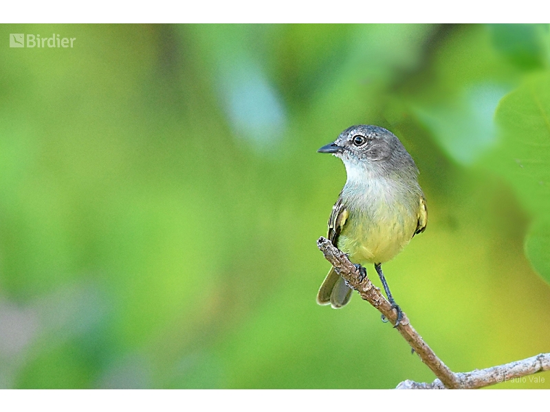 Guianan Tyrannulet