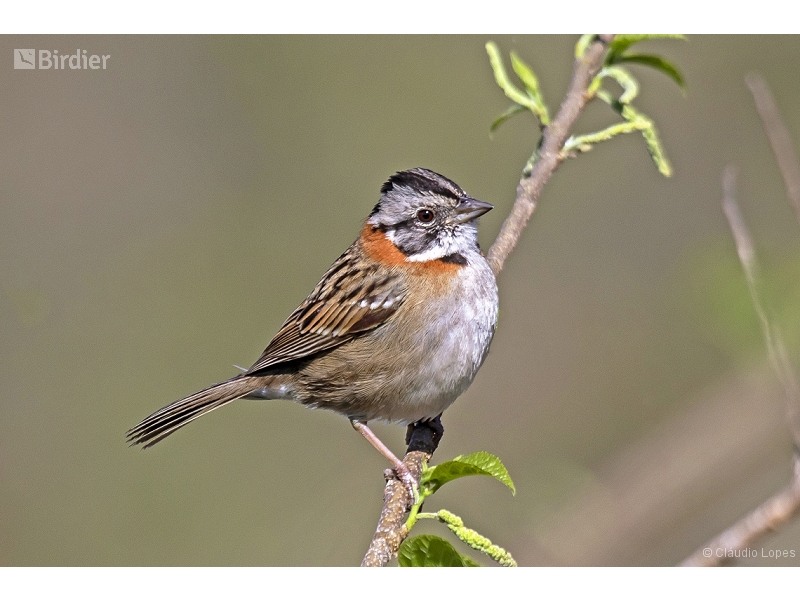 Rufous-collared Sparrow