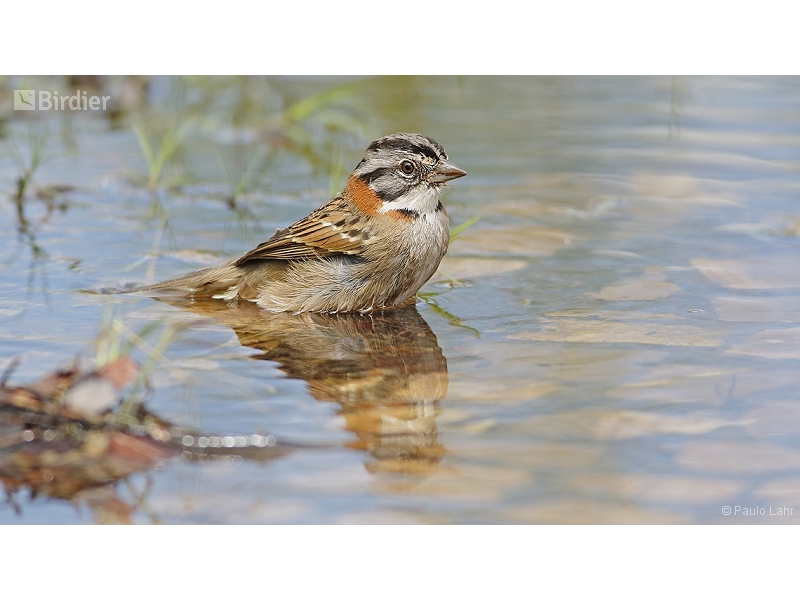 Rufous-collared Sparrow