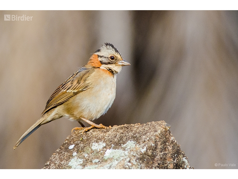 Rufous-collared Sparrow