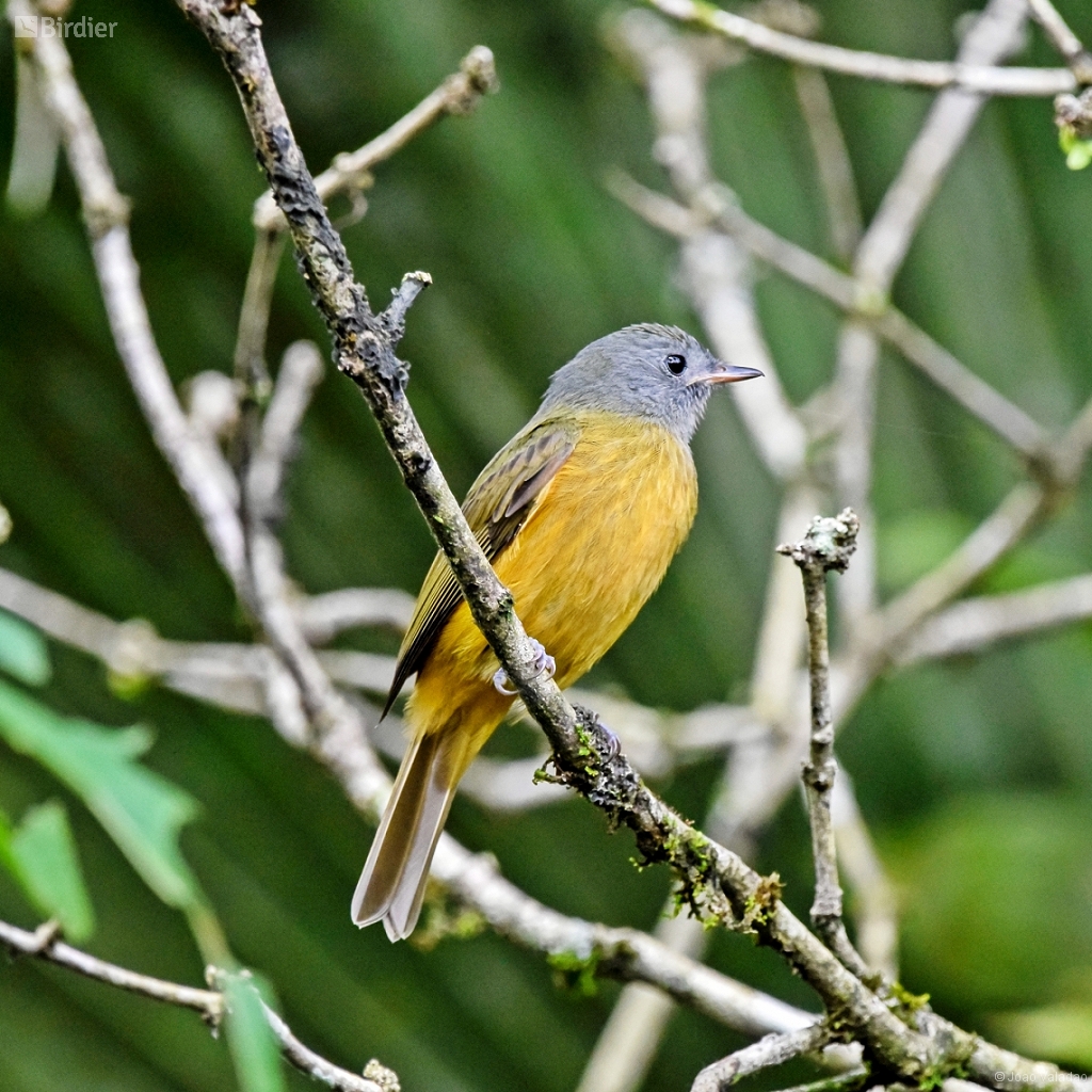 Mionectes rufiventris (Grayhooded Flycatcher) by Joao Valadao • Birdier