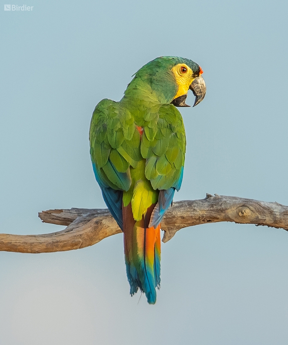 Primolius Primolius maracana (Blue-winged Macaw) by Henrique Moreira • Birdier