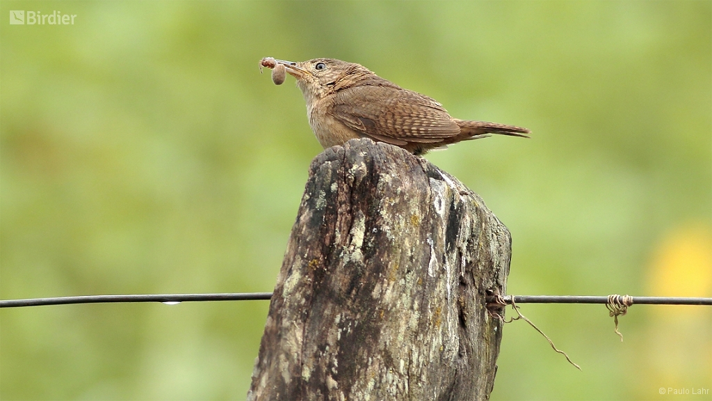 Troglodytes aedon (House Wren) by Paulo Lahr • Birdier