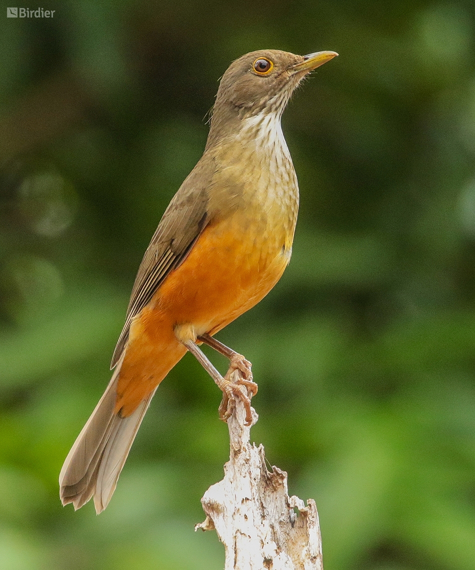 Turdus rufiventris (Rufous-bellied Thrush) by Henrique Moreira